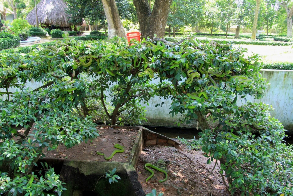 дерево увитое змеями во Вьетнаме Парк Янг Бей