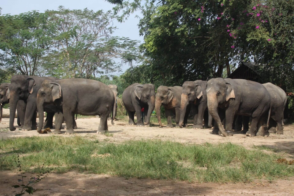 Деревня слонов в Таиланде