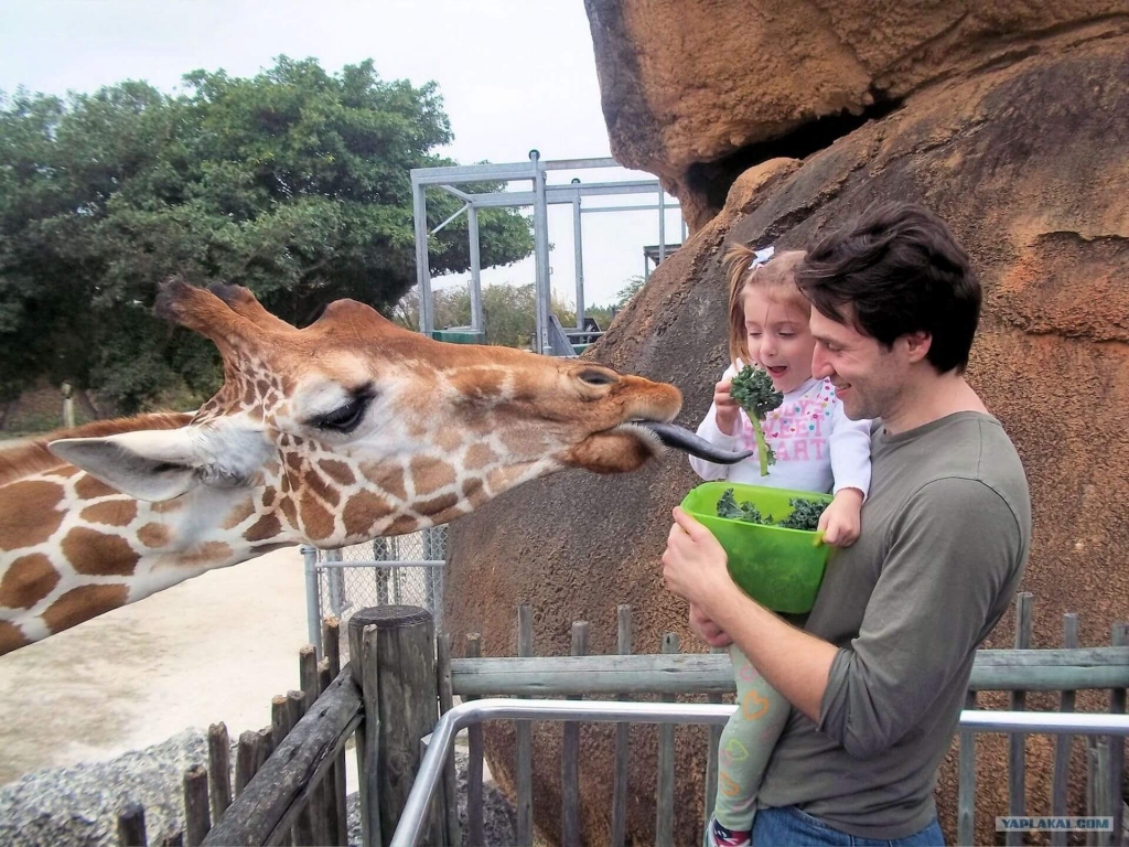 Открытый зоопарк в Паттайе жираф