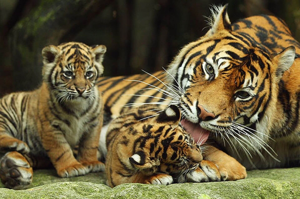 Открытый зоопарк в Паттайе тигры