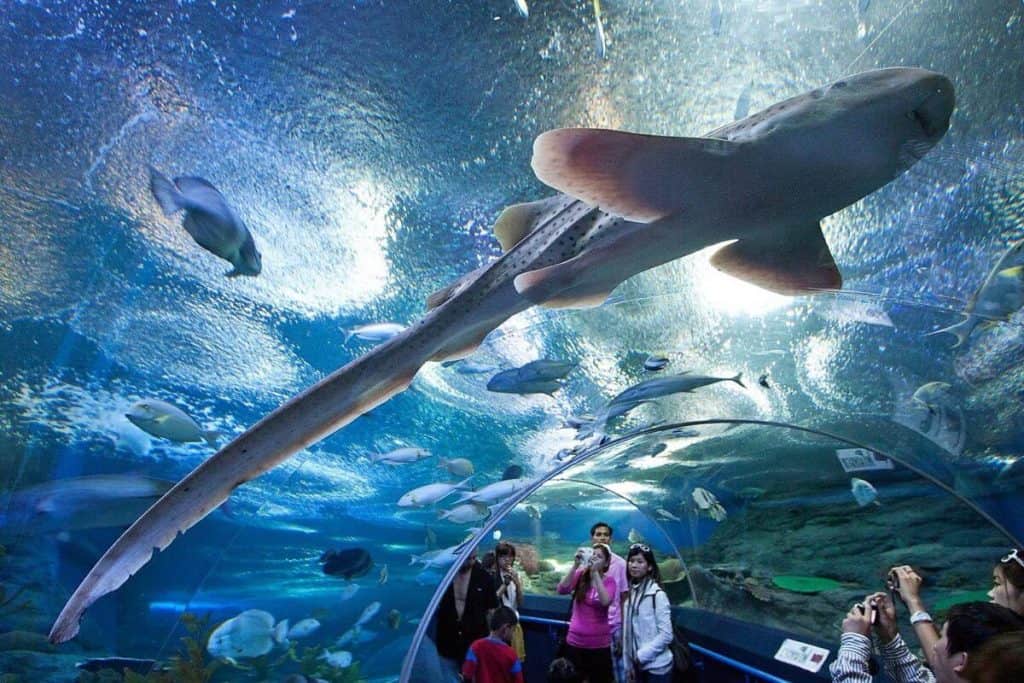 Сиам Оушен Ворлд - акула